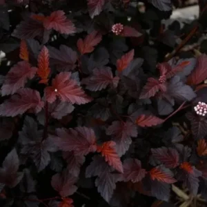 Crimson Diablo Ninebark Live Plant - 1 Gallon Pot - Outdoor Shrub - Image 4