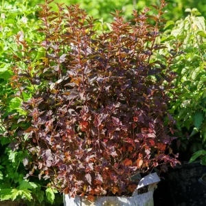 Crimson Diablo Ninebark Live Plant - 1 Gallon Pot - Outdoor Shrub - Image 6