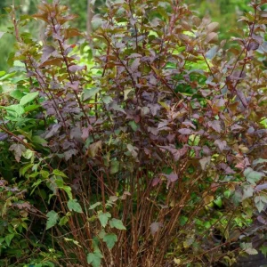 Crimson Diablo Ninebark Live Plant - 1 Gallon Pot - Outdoor Shrub - Image 7