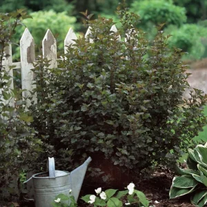 Crimson Diablo Ninebark Live Plant - 1 Gallon Pot - Outdoor Shrub - Image 8