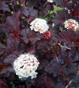 Crimson Diablo Ninebark Live Plant, 2.5 inch Pot, Outdoor Shrub - Image 2