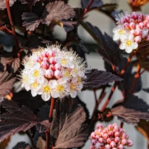 Crimson Diablo Ninebark Live Plant – 6-12" Tall – 2.5" Pot – Hardy Purple Foliage Shrub - Image 2