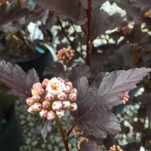 Crimson Diablo Ninebark Live Plant – 6-12