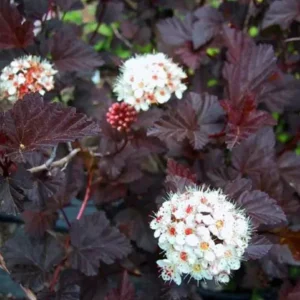 Crimson Diablo Ninebark Live Plant – 6-12