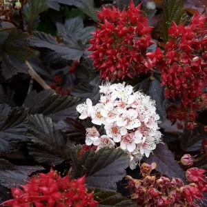 Crimson Diablo Ninebark Live Plant – 6-12