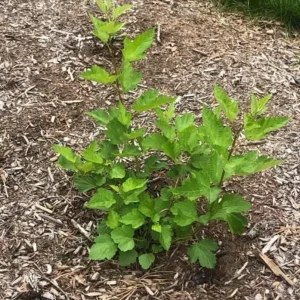 Crimson Diablo Ninebark Live Plant – 6-12