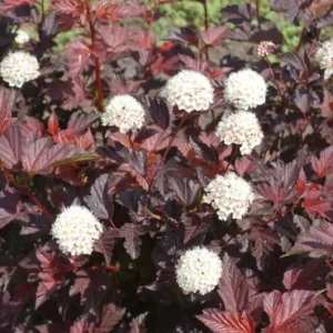 Crimson Diablo Ninebark Live Plant – Quart Pot – Deciduous Shrub, Outdoor - Image 3