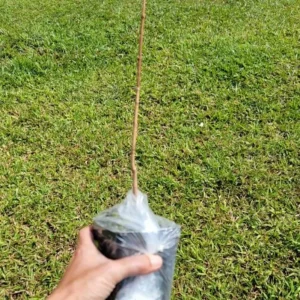 Crimson Diablo Ninebark Live Plant – Quart Pot – Deciduous Shrub, Outdoor - Image 4