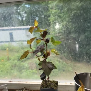 Crimson Diablo Ninebark Live Plant – Quart Pot – Deciduous Shrub, Outdoor - Image 5