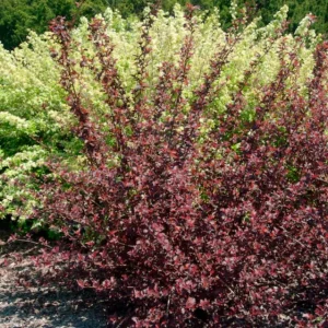 Crimson Diablo Ninebark Live Plant – Quart Pot – Deciduous Shrub, Outdoor - Image 6