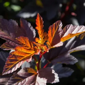 Crimson Diablo Ninebark Live Plant – Quart Pot – Deciduous Shrub, Outdoor - Image 7