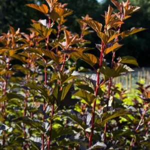 Crimson Diablo Ninebark Live Plant – Quart Pot – Deciduous Shrub, Outdoor - Image 8