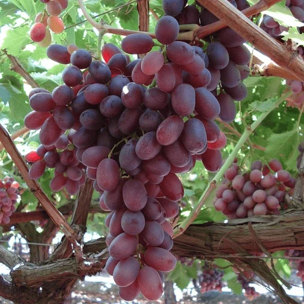 Crimson Seedless Grape Vine Live Plant – 2.5 ft Tall, 4 Years Old – Outdoor Fruit - Image 1