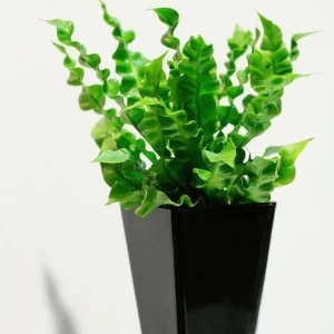 Crispy Wave Fern Live Plant - 2.5