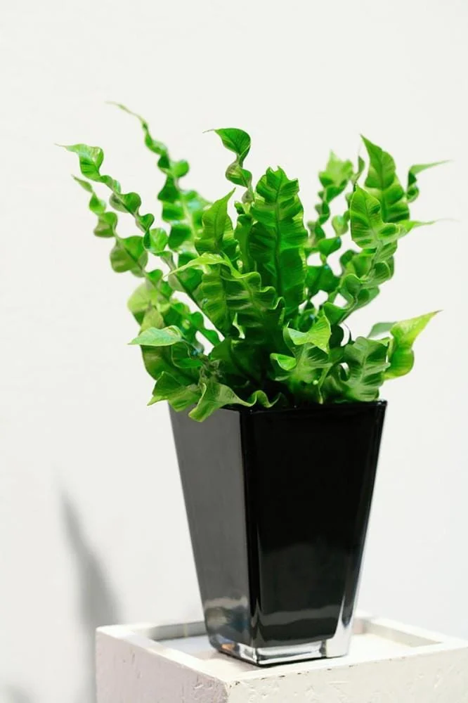Crispy Wave Fern Live Plant - 2.5" Pot - Asplenium - Indoor Air Purifier - Image 2