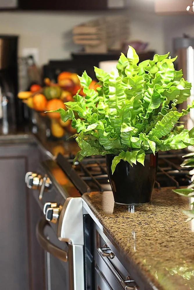 Crispy Wave Fern Live Plant - 2.5" Pot - Asplenium - Indoor Air Purifier - Image 3