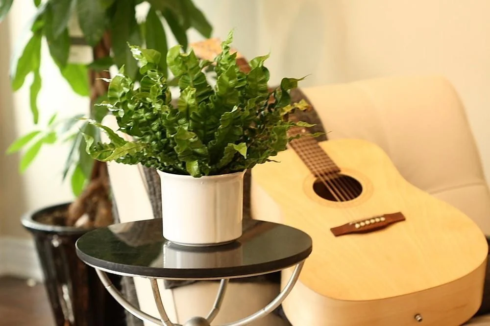 Crispy Wave Fern Live Plant - 2.5" Pot - Asplenium - Indoor Air Purifier - Image 5