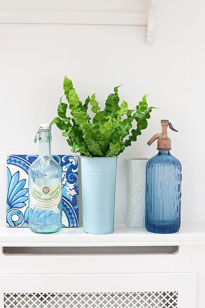 Crispy Wave Fern Live Plant - 2.5" Pot - Asplenium - Indoor Air Purifier - Image 6