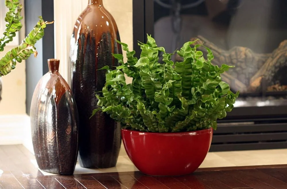 Crispy Wave Fern Live Plant - 2.5" Pot - Asplenium - Indoor Air Purifier - Image 7