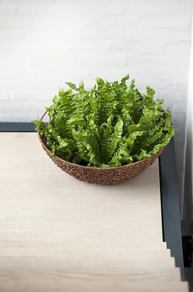Crispy Wave Fern Live Plant - 2.5" Pot - Asplenium - Indoor Air Purifier - Image 8