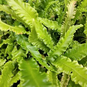 Crispy Wave Fern Live Plant – 4 inch Pot – Asplenium – Indoor Houseplant - Image 2