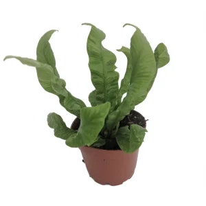 Crispy Wave Fern Live Plant – 4 inch Pot – Asplenium – Indoor Houseplant - Image 3