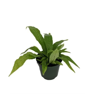 Crocodile Fern Live Plant – Microsorum musifolium 'Crocodyllus' – 4 inch Pot – Indoor - Image 2