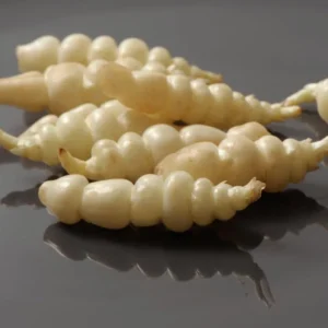 Crosnes Tubers - Chinese Artichoke Edible Plant Rhizomes - Crunchy & Delicious - Image 1