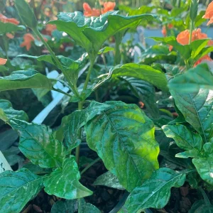 Crossandra Infundibuliformis Orange Live Plant – 4 inch Pot – Indoor/Outdoor - Image 2