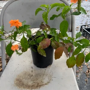 Crossandra Orange Live Plant – Firecracker Flower – Potted Houseplant – Attracts Pollinators - Image 2