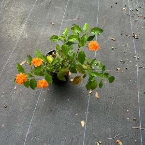 Crossandra Orange Live Plant – Firecracker Flower – Potted Houseplant – Attracts Pollinators - Image 3