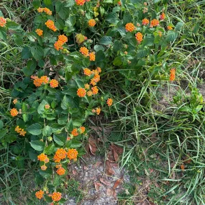 Crossandra Orange Live Plant – Firecracker Flower – Potted Houseplant – Attracts Pollinators - Image 4