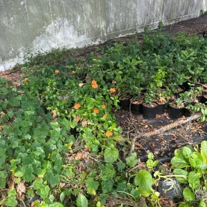 Crossandra Orange Live Plant – Firecracker Flower – Potted Houseplant – Attracts Pollinators - Image 5