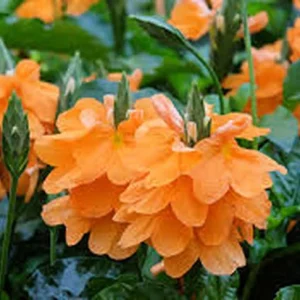 Crossandra Orange Live Plant – Half Gallon Pot – Indoor/Outdoor - Image 2