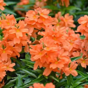 Crossandra Orange Live Plant – Half Gallon Pot – Indoor/Outdoor - Image 3