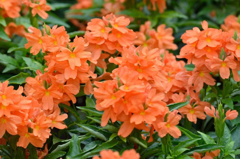 Crossandra Orange Live Plant – Half Gallon Pot – Indoor/Outdoor - Image 3