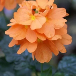 Crossandra Orange Live Plant – Half Gallon Pot – Indoor/Outdoor - Image 1