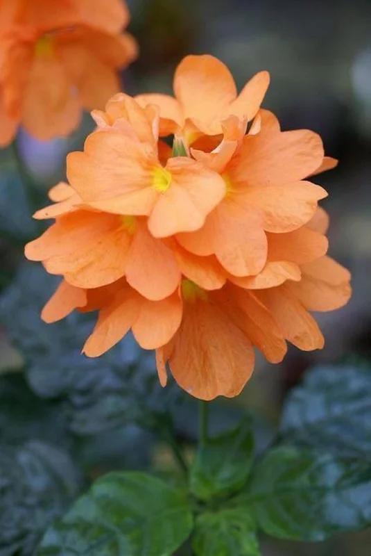 Crossandra Orange Live Plant – Half Gallon Pot – Indoor/Outdoor - Image 1