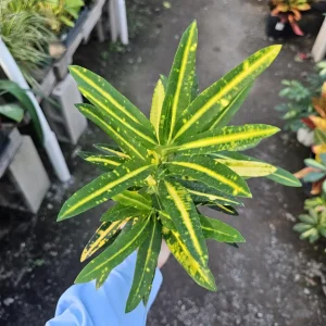 Croton Banana Live Plant - 4 inch Pot - Vibrant Indoor Houseplant - Image 3