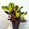 Croton Icetone Live Plant 6 inch Pot - Colorful Foliage Houseplant Indoor - Image 1
