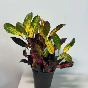 Croton Icetone Live Plant 6 inch Pot - Colorful Foliage Houseplant Indoor - Image 2