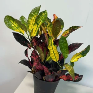 Croton Icetone Live Plant 6 inch Pot - Colorful Foliage Houseplant Indoor - Image 3
