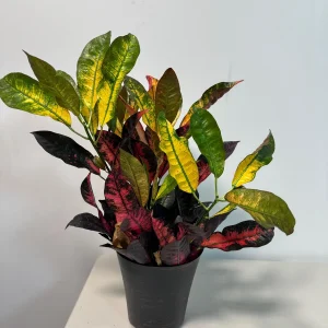 Croton Icetone Live Plant 6 inch Pot - Colorful Foliage Houseplant Indoor - Image 4
