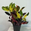Croton Icetone Live Plant 6 Inch Pot - Colorful Indoor Foliage Houseplant - Image 1