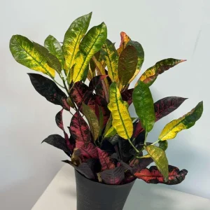 Croton Icetone Live Plant 6 Inch Pot - Colorful Indoor Foliage Houseplant - Image 3