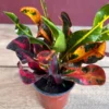 Croton Mamey Live Plant – 4 inch Pot – Colorful Indoor Outdoor Houseplant - Image 1