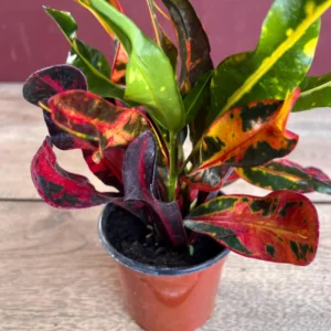 Croton Mamey Live Plant – 4 inch Pot – Colorful Indoor Outdoor Houseplant - Image 2