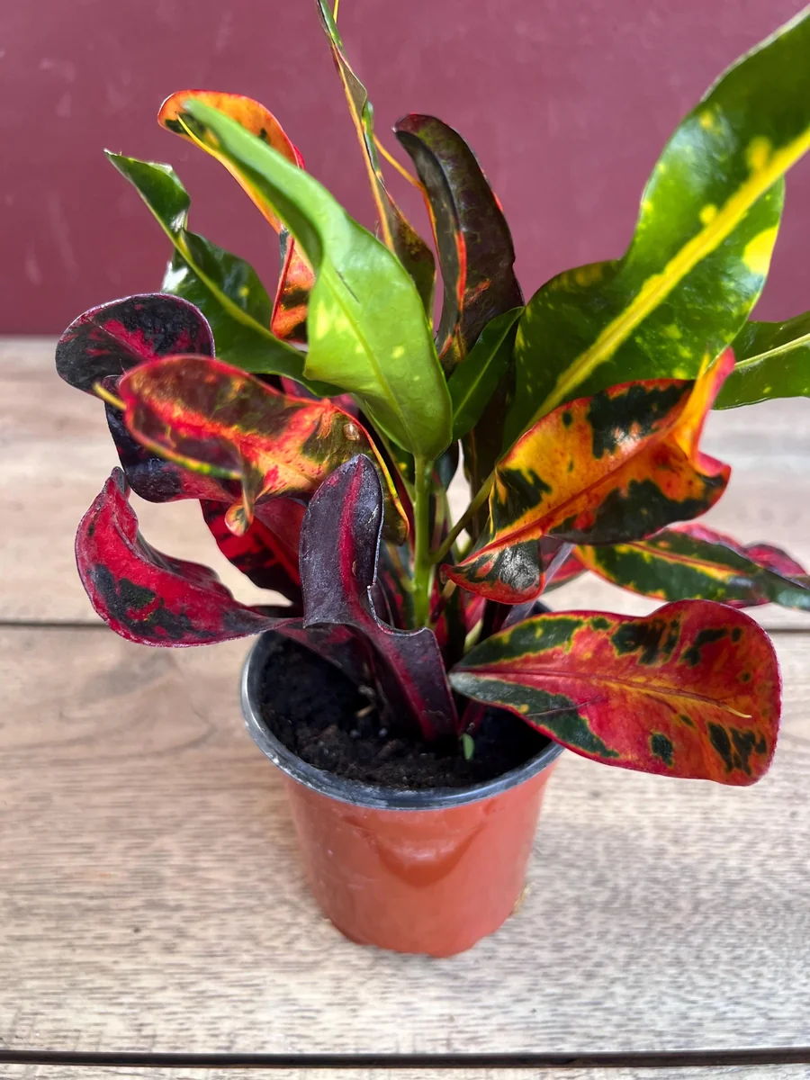 Croton Mamey Live Plant – 4 inch Pot – Colorful Indoor Outdoor Houseplant - Image 2