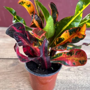 Croton Mamey Live Plant – 4 inch Pot – Colorful Indoor Outdoor Houseplant - Image 3