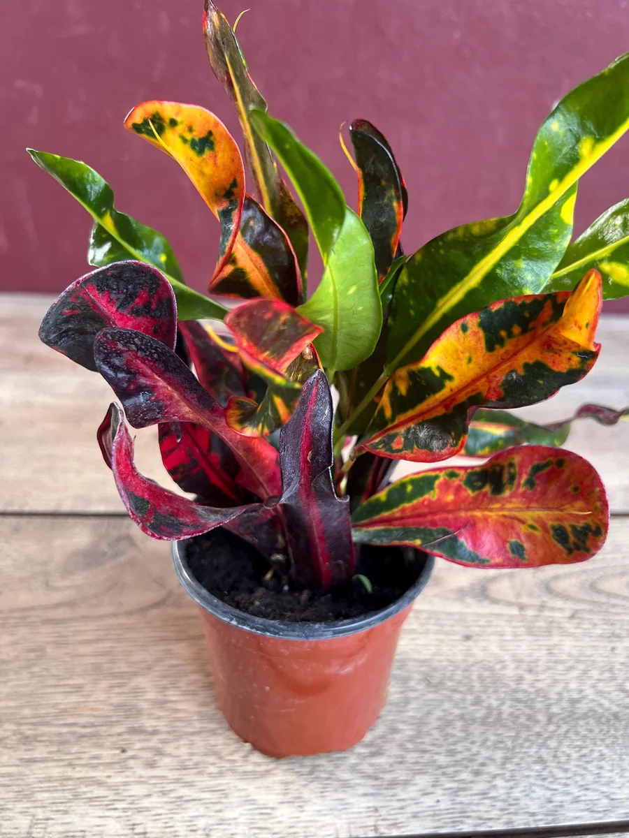 Croton Mamey Live Plant – 4 inch Pot – Colorful Indoor Outdoor Houseplant - Image 3